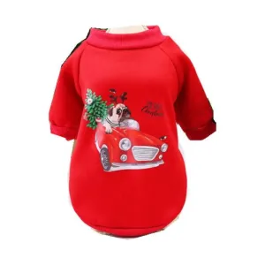 Cat & Dog Winter Pets Qatar