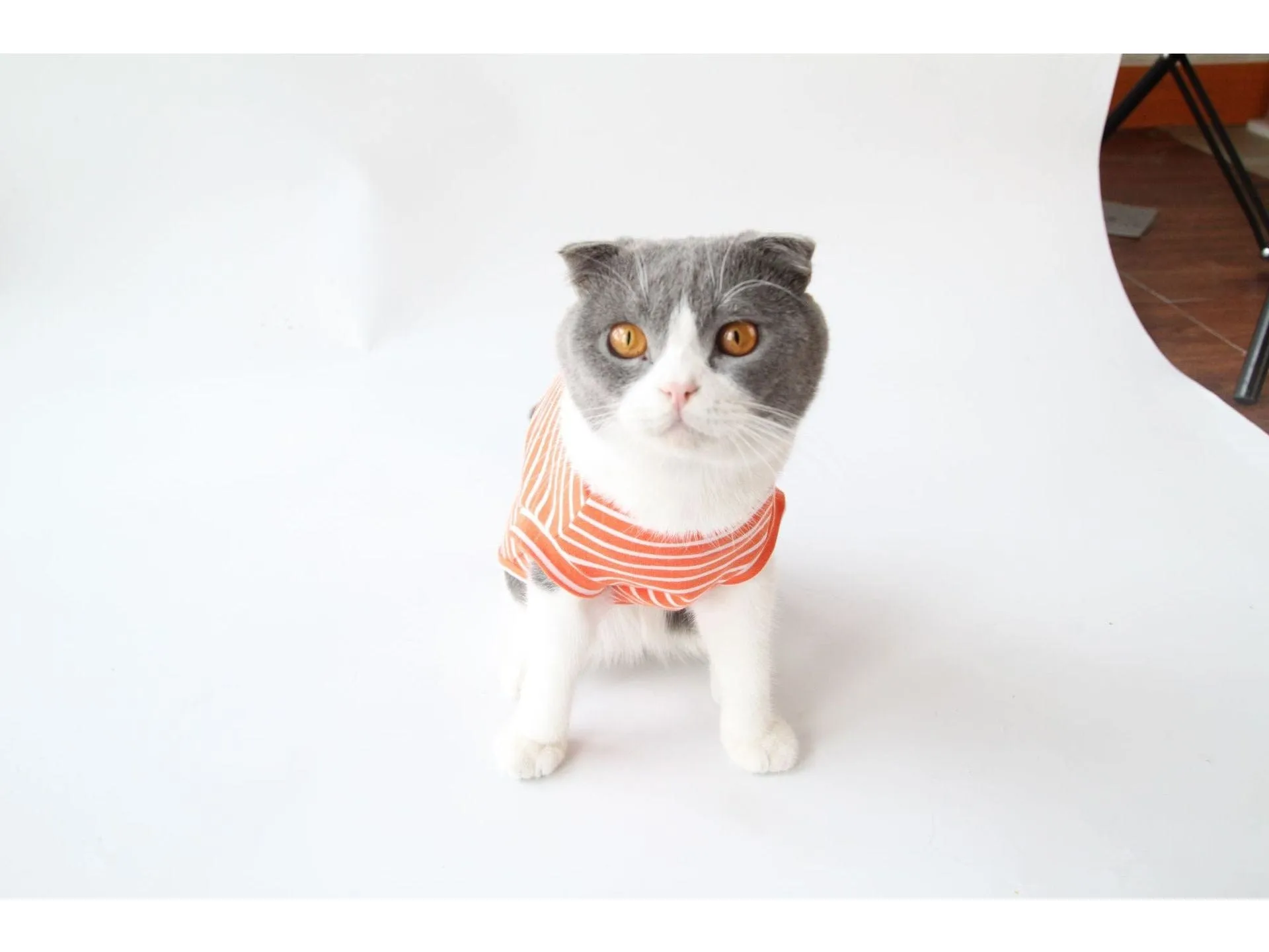 Cat Clothes Type 10 Pets Qatar