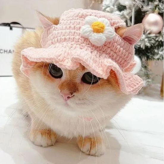 Cat Hat Pink Pets Qatar
