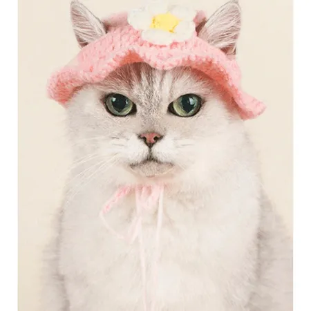 Cat Hat Pink Pets Qatar
