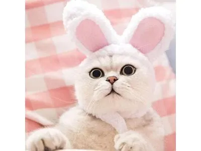 Cute pet rabbit ear hat Pets Qatar