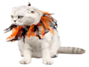 Halloween cat collar Pets Qatar