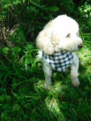 Navy Blue Checker Fringe Bandana Charlotte's Pet