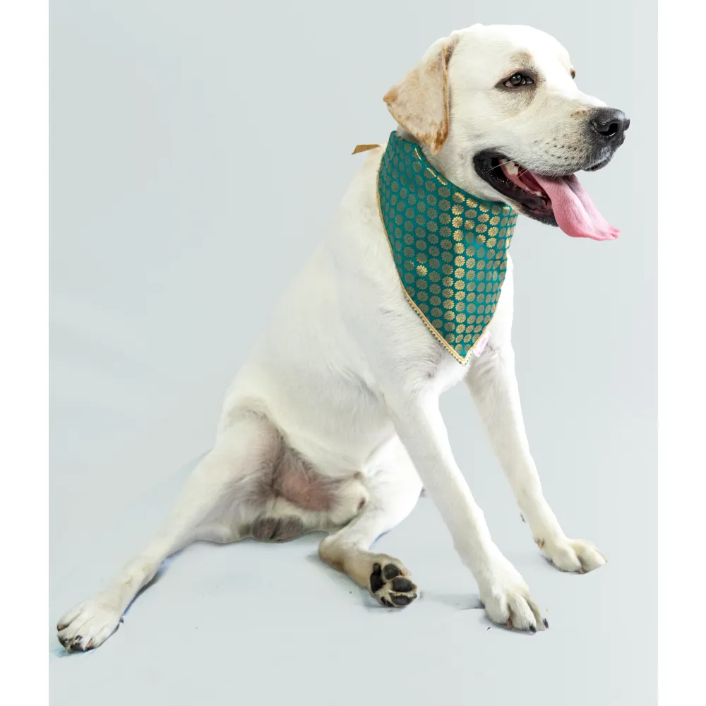 Pawgypets Occasion Wear Bandana for Dogs and Cats (Teal Blue)