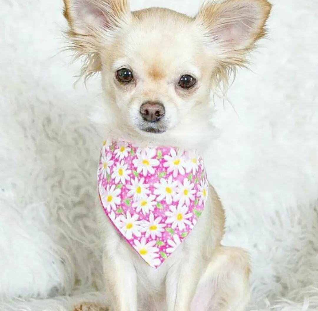 Pink Daisy Bandana Charlotte's Pet