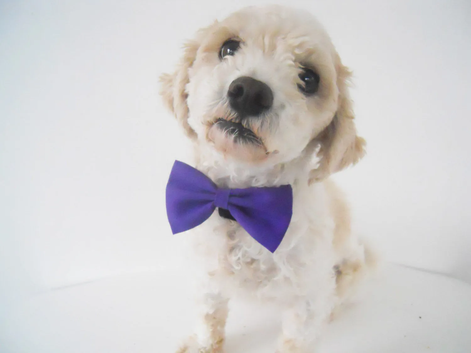 Purple Bow Tie/Flower Charlotte's Pet