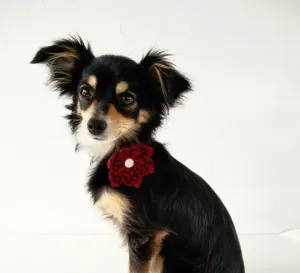 Red Buffalo Plaid Bow Tie/Flower Charlotte's Pet