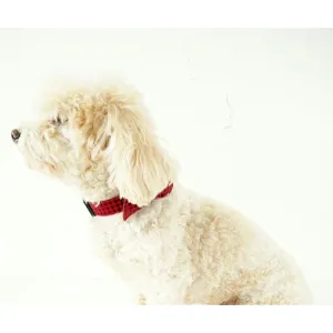 Red Buffalo Plaid Collar Charlotte's Pet