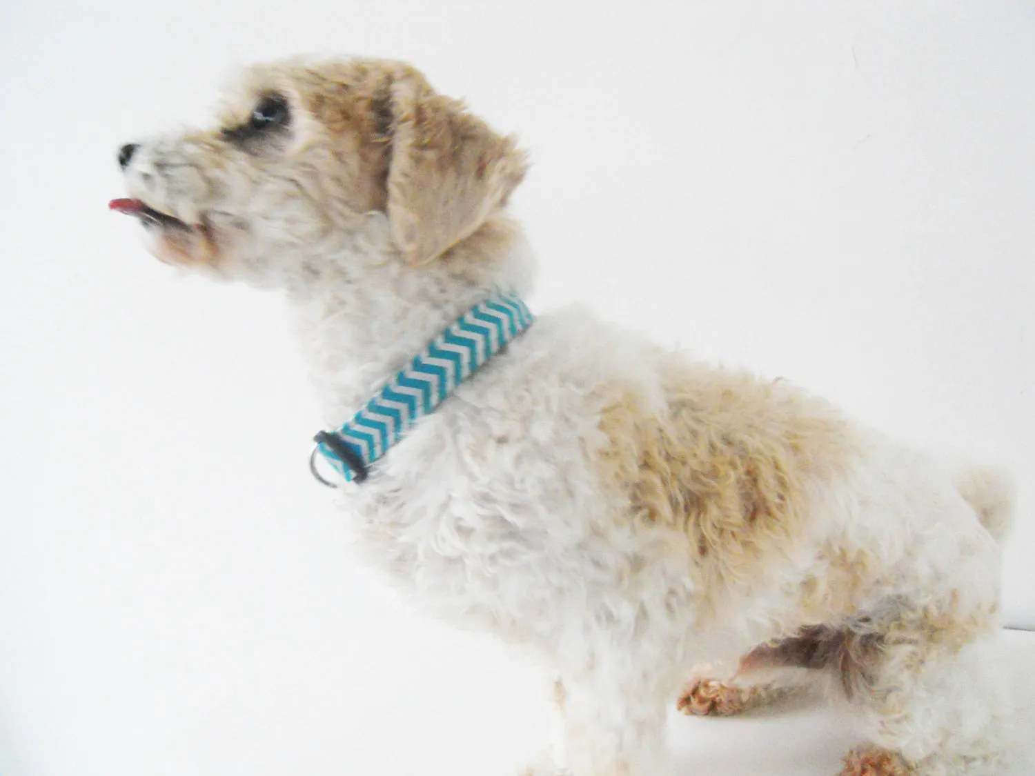 Teal and Silver Chevron Collar Charlotte's Pet