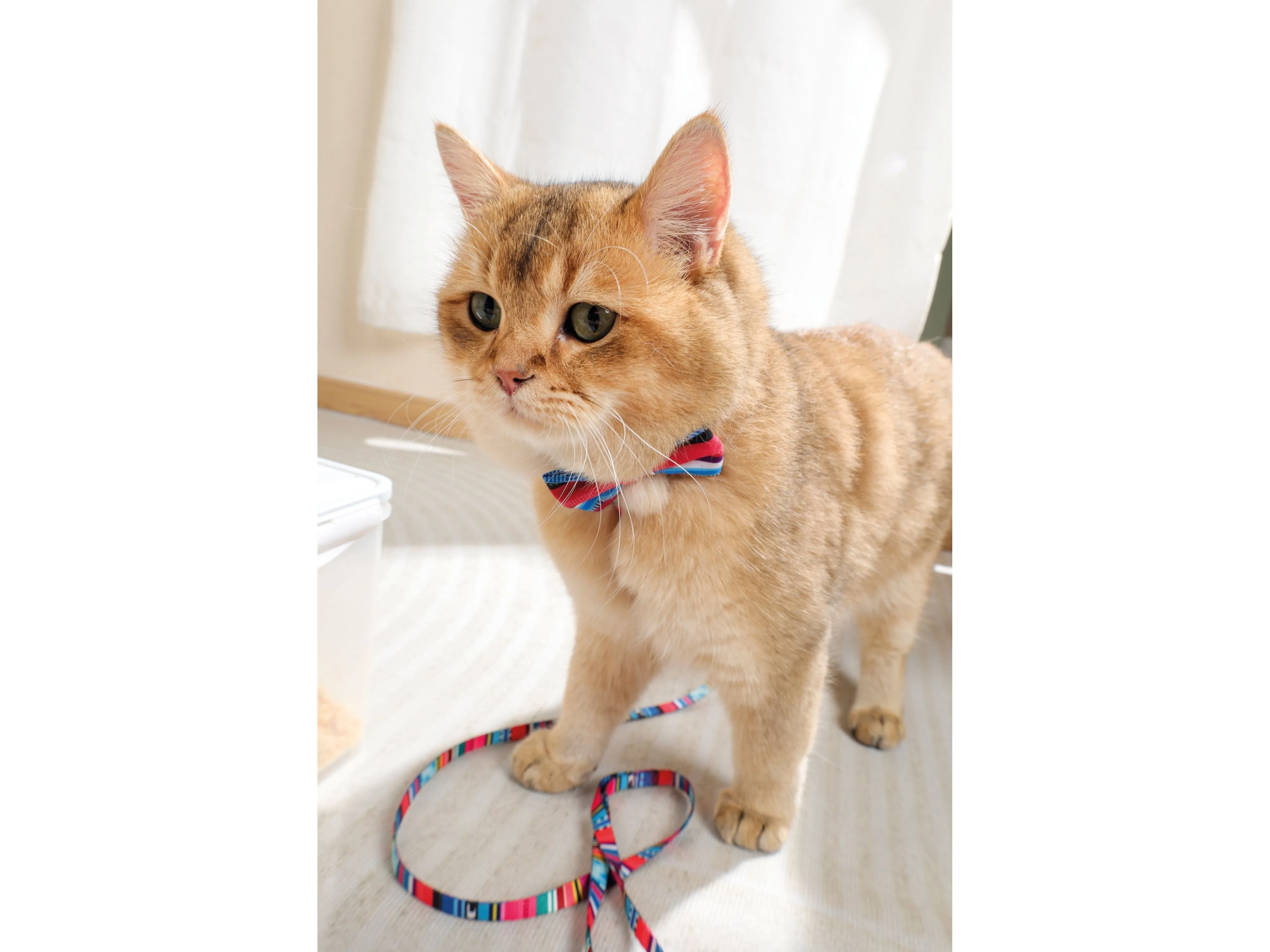 Urban Style Jazz Stripes Bow Tie Pets Qatar
