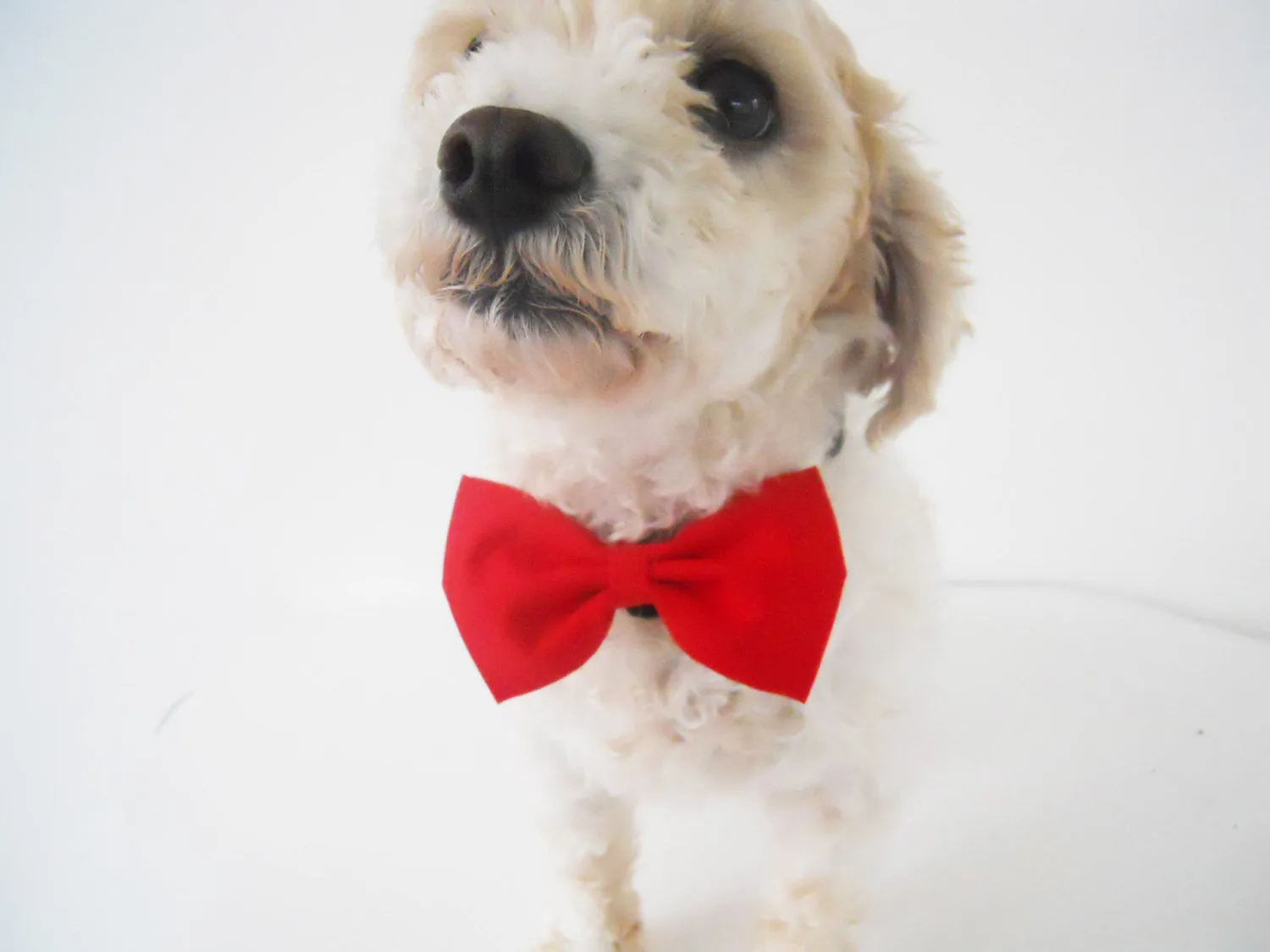 White Stars Bow Tie/Flower Charlotte's Pet